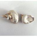 ACCESORIO DE CONCHA