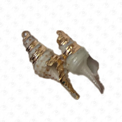 ACCESORIO DE CONCHA