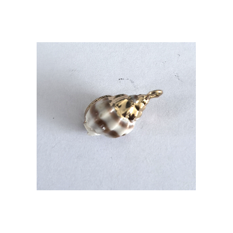 ACCESORIO DE CONCHA ACCESORIO DE CONCHA